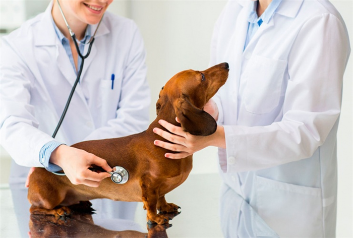 Что позволяет узнать процедура судебно-ветеринарной экспертизы?