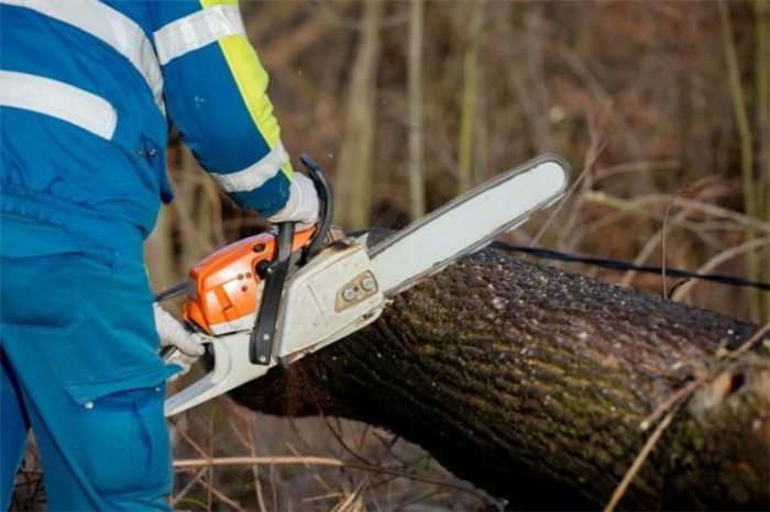 5 главных фактов о вырубке лесов в Псковской области
