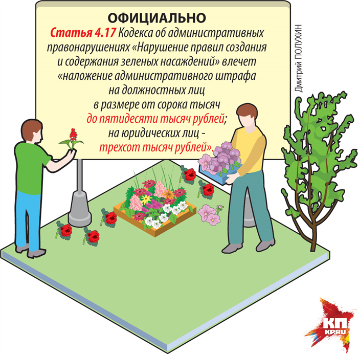 Обязанности и правила озеленения