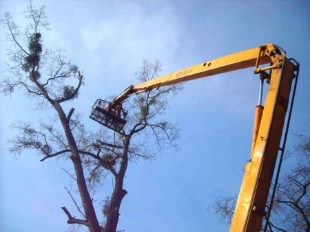 Как безопасно обрезать дерево: соблюдение законодательства