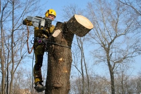 Виды обрезки деревьев и кустарников